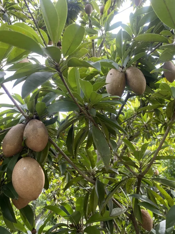 Sapota_Healthy_Fruit_Plant_&_Tree_For_Home_Garden_(1.5-3.5_Ft_Hight)_Sapodilla/Chiku_Hybrid_Fruit_Plant_(Pack_Of_1)