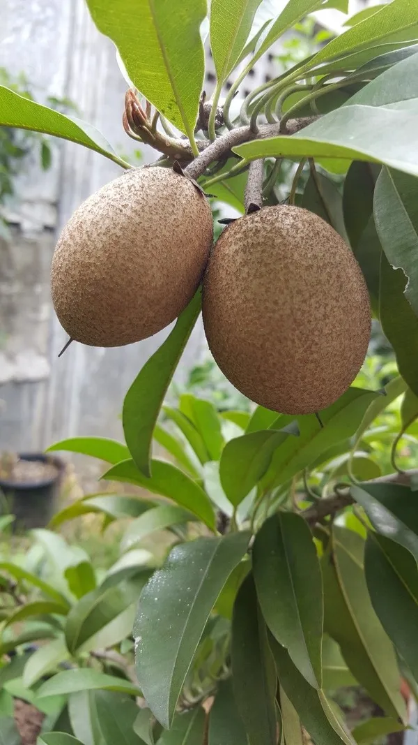 Sapota_Healthy_Fruit_Plant_&_Tree_For_Home_Garden_(1.5-3.5_Ft_Hight)_Sapodilla/Chiku_Hybrid_Fruit_Plant_(Pack_Of_1)