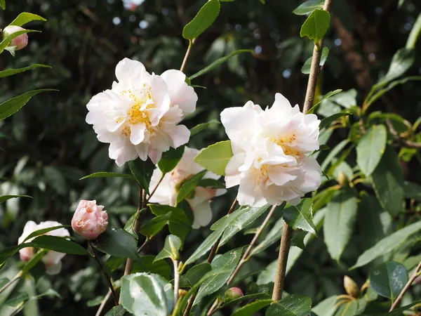 Sasanqua_Camellia_Ready_To_Bloom_Flower_Plant_&_Tree_(1.5-3.5_Ft_Height)_for_Home_Garden_well_Watered_Camellia_Flower_Plant_(Hybrid,_Pack_Of_1)