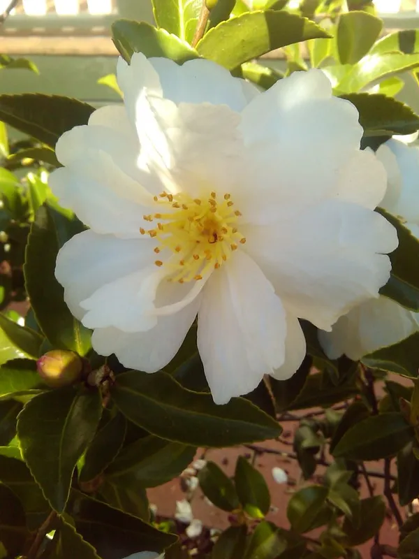 Sasanqua_Camellia_Ready_To_Bloom_Flower_Plant_&_Tree_(1.5-3.5_Ft_Height)_for_Home_Garden_well_Watered_Camellia_Flower_Plant_(Hybrid,_Pack_Of_1)