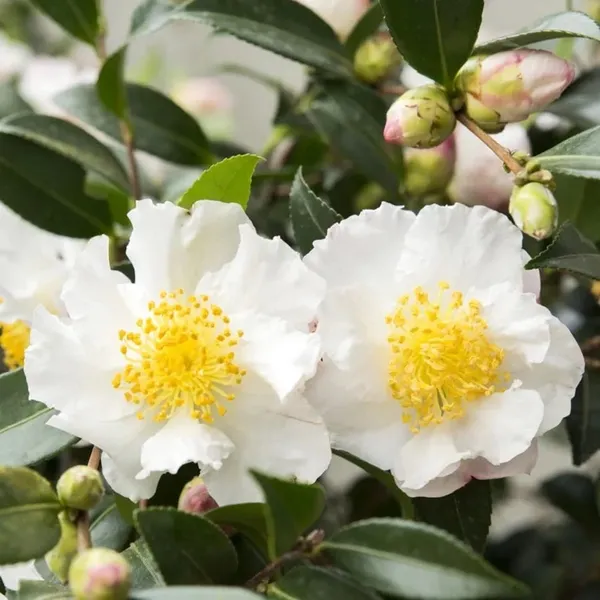 Sasanqua_Camellia_Ready_To_Bloom_Flower_Plant_&_Tree_(1.5-3.5_Ft_Height)_for_Home_Garden_well_Watered_Camellia_Flower_Plant_(Hybrid,_Pack_Of_1)