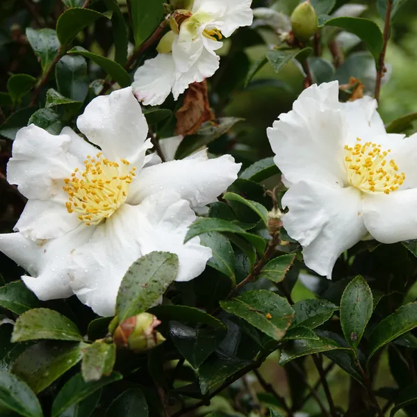 Sasanqua_Camellia_Ready_To_Bloom_Flower_Plant_&_Tree_(1.5-3.5_Ft_Height)_for_Home_Garden_well_Watered_Camellia_Flower_Plant_(Hybrid,_Pack_Of_1)