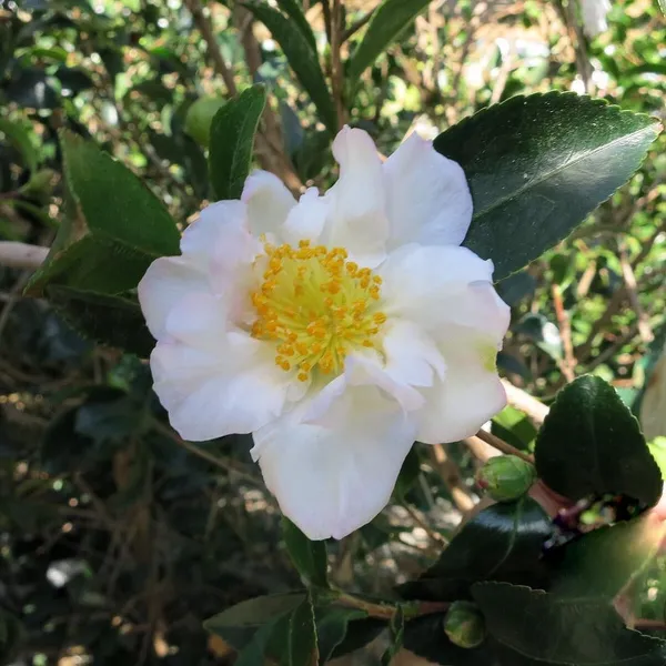 Sasanqua_Camellia_Ready_To_Bloom_Flower_Plant_&_Tree_(1.5-3.5_Ft_Height)_for_Home_Garden_well_Watered_Camellia_Flower_Plant_(Hybrid,_Pack_Of_1)