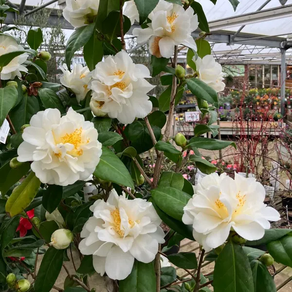 Sasanqua_Camellia_Ready_To_Bloom_Flower_Plant_&_Tree_(1.5-3.5_Ft_Height)_for_Home_Garden_well_Watered_Camellia_Flower_Plant_(Hybrid,_Pack_Of_1)