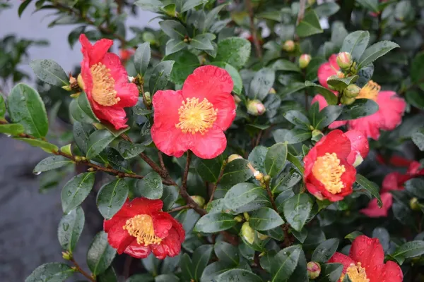 Sasanqua_Red_Camellia_Flower_Plant_&_Tree_For_Shrub/Bush/Home_Gardening_(1.5-3.5_Ft_Height)_Pack_Of_1