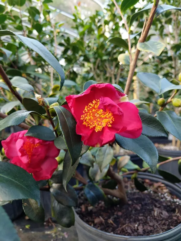 Sasanqua_Red_Camellia_Flower_Plant_&_Tree_For_Shrub/Bush/Home_Gardening_(1.5-3.5_Ft_Height)_Pack_Of_1