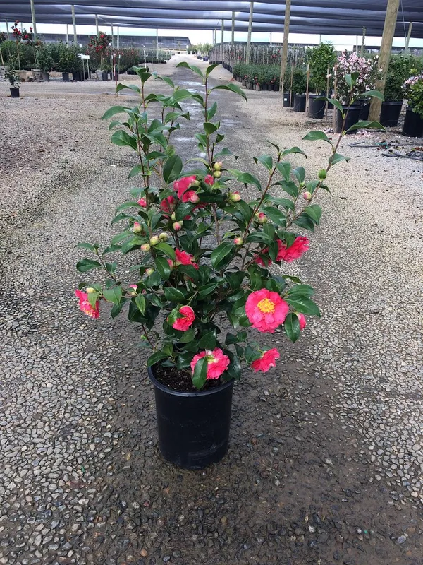 Sasanqua_Red_Camellia_Flower_Plant_&_Tree_For_Shrub/Bush/Home_Gardening_(1.5-3.5_Ft_Height)_Pack_Of_1