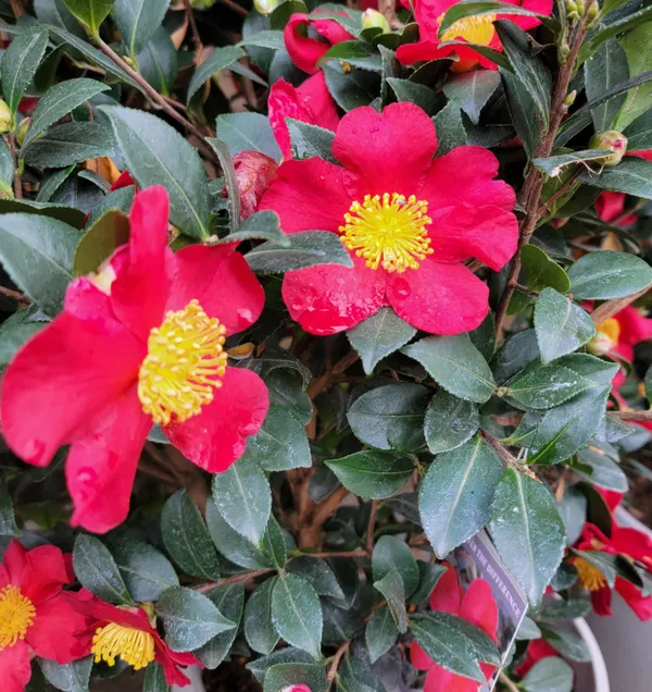 Sasanqua_Red_Camellia_Flower_Plant_&_Tree_For_Shrub/Bush/Home_Gardening_(1.5-3.5_Ft_Height)_Pack_Of_1