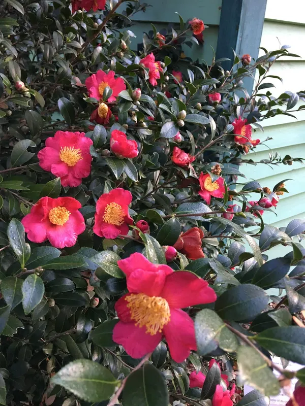 Sasanqua_Red_Camellia_Flower_Plant_&_Tree_For_Shrub/Bush/Home_Gardening_(1.5-3.5_Ft_Height)_Pack_Of_1
