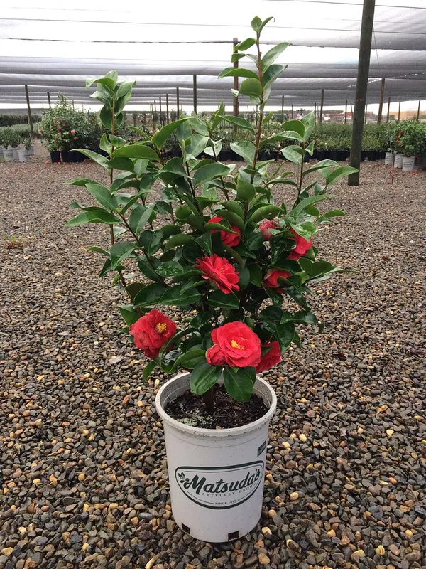 Sasanqua_Red_Camellia_Flower_Plant_&_Tree_For_Shrub/Bush/Home_Gardening_(1.5-3.5_Ft_Height)_Pack_Of_1