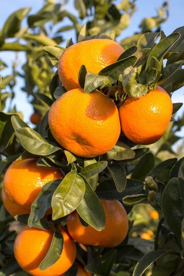 Satsuma_Hybrid_Orange_Plant_|_Sweet,_Juicy_Citrus_Variety_|_Easy_to_Grow_Fruit_Tree_for_Terrace_&_Backyard_Garden,_Pack_Of_1