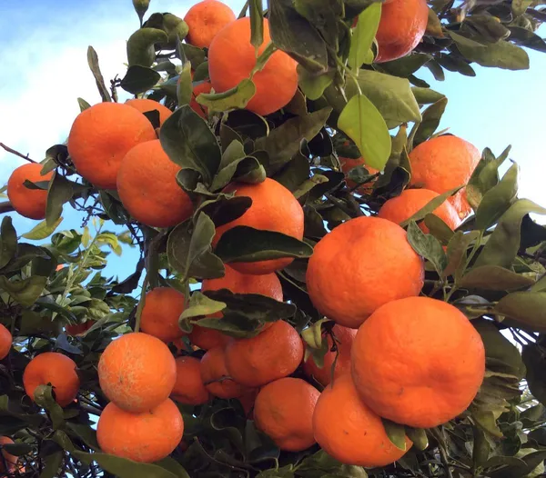 Satsuma_Hybrid_Orange_Plant_|_Sweet,_Juicy_Citrus_Variety_|_Easy_to_Grow_Fruit_Tree_for_Terrace_&_Backyard_Garden,_Pack_Of_1