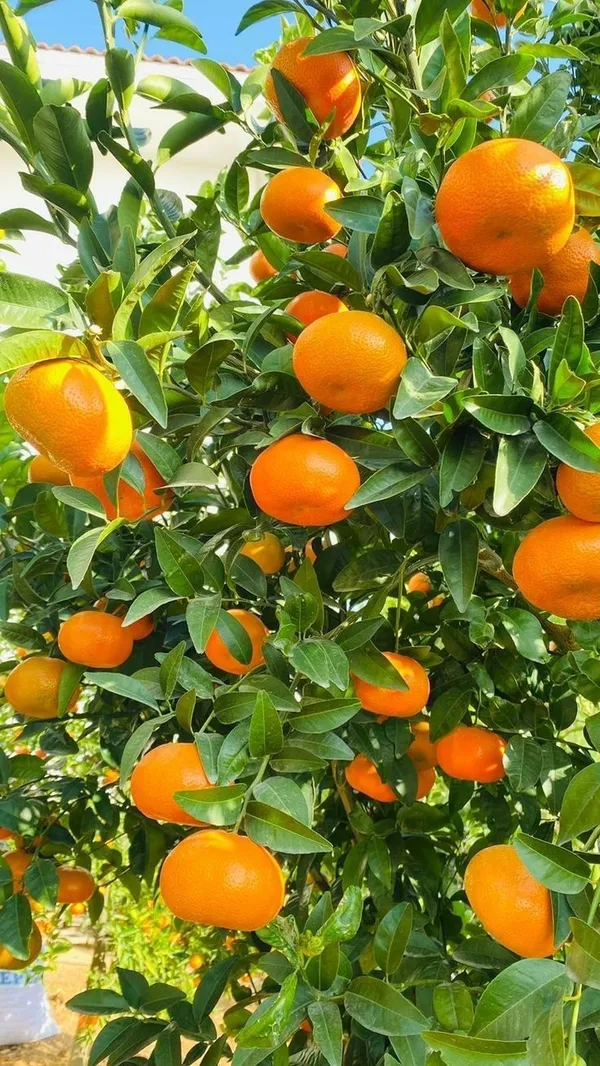 Satsuma_Hybrid_Orange_Plant_|_Sweet,_Juicy_Citrus_Variety_|_Easy_to_Grow_Fruit_Tree_for_Terrace_&_Backyard_Garden,_Pack_Of_1