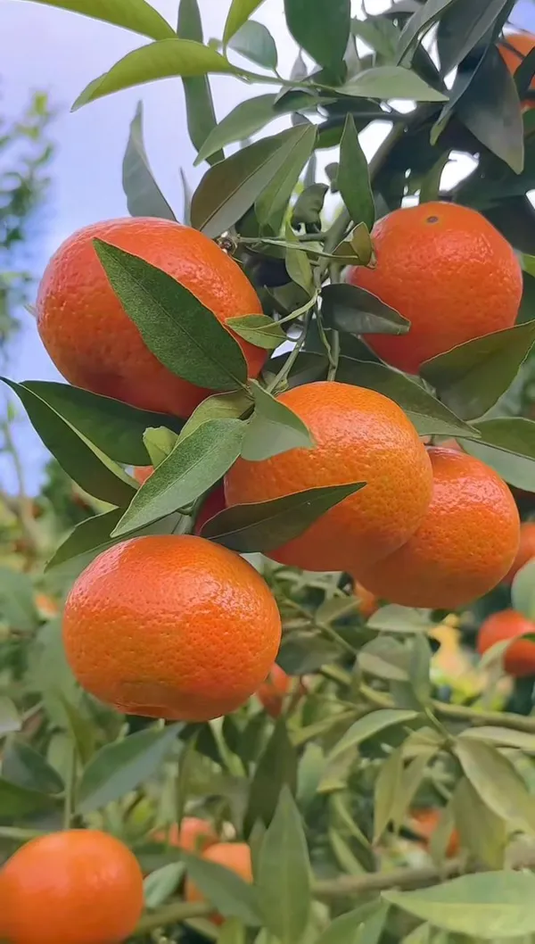 Satsuma_Hybrid_Orange_Plant_|_Sweet,_Juicy_Citrus_Variety_|_Easy_to_Grow_Fruit_Tree_for_Terrace_&_Backyard_Garden,_Pack_Of_1
