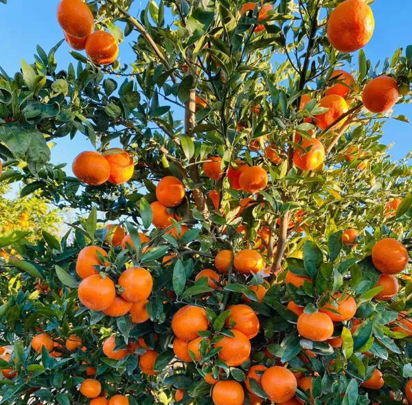 Satsuma_Hybrid_Orange_Plant_|_Sweet,_Juicy_Citrus_Variety_|_Easy_to_Grow_Fruit_Tree_for_Terrace_&_Backyard_Garden,_Pack_Of_1