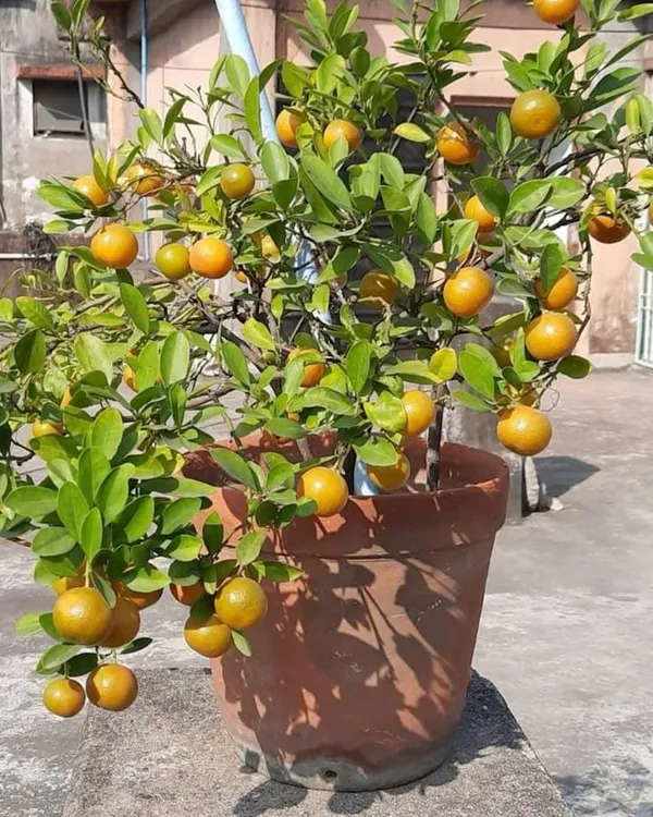 Satsuma_Hybrid_Orange_Plant_|_Sweet,_Juicy_Citrus_Variety_|_Easy_to_Grow_Fruit_Tree_for_Terrace_&_Backyard_Garden,_Pack_Of_1