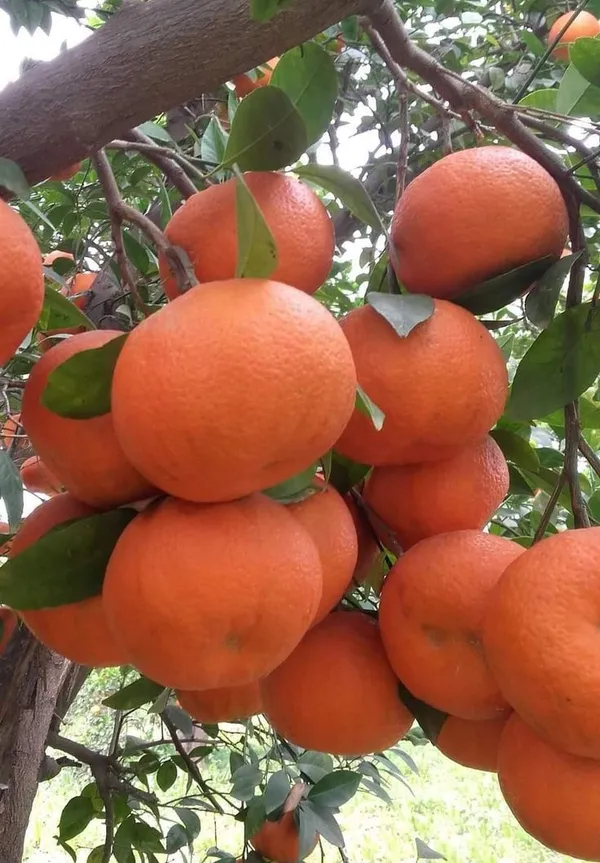 Satsuma_Hybrid_Orange_Plant_|_Sweet,_Juicy_Citrus_Variety_|_Easy_to_Grow_Fruit_Tree_for_Terrace_&_Backyard_Garden,_Pack_Of_1