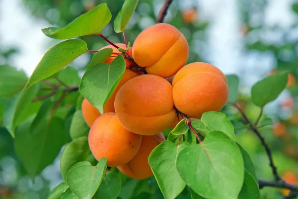 Seedling_Apricot_Fruit_Plant&_Tree_For_Home_Garden_(Hybrid,_Pack_Of_1)