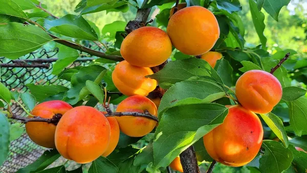 Seedling_Apricot_Fruit_Plant&_Tree_For_Home_Garden_(Hybrid,_Pack_Of_1)