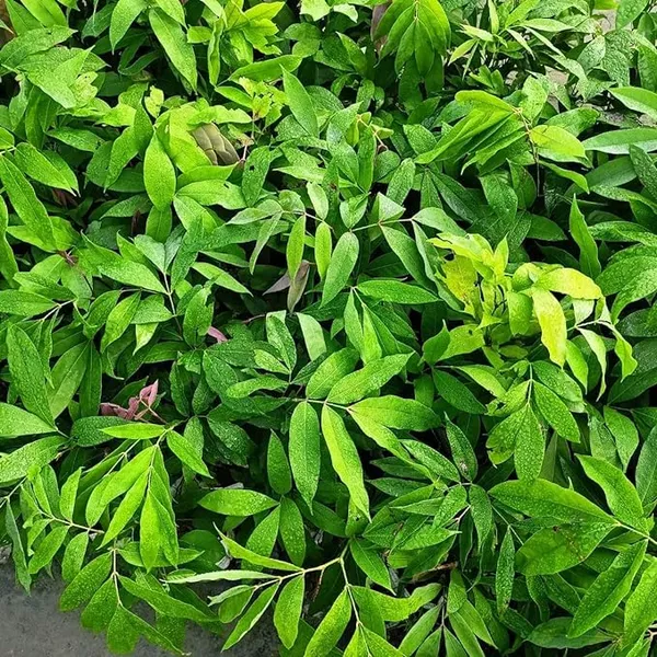 Sita_Ashok_Flower_Plant_(1.5-3.5_Ft_Height)_Sita_Ashoka_Medicinal_Plant_&_Tree_For_Home_Garden_(Hybrid,_Pack_Of_1)