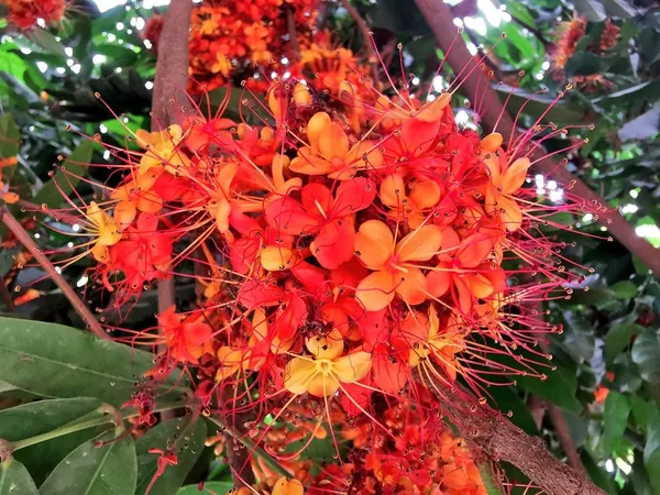 Sita_Ashok_Flower_Plant_(1.5-3.5_Ft_Height)_Sita_Ashoka_Medicinal_Plant_&_Tree_For_Home_Garden_(Hybrid,_Pack_Of_1)