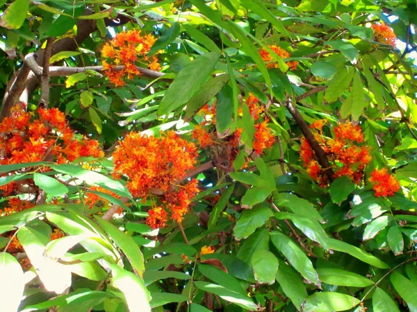 Sita_Ashok_Flower_Plant_(1.5-3.5_Ft_Height)_Sita_Ashoka_Medicinal_Plant_&_Tree_For_Home_Garden_(Hybrid,_Pack_Of_1)