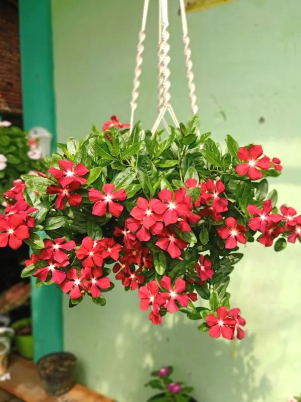 Madagascar_Periwinkle_Red_Flowering_Plant_&_Tree_For_Home_Garden_(1.5-2.5_Ft_Height)_Pack_Of_1