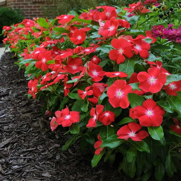 Madagascar_Periwinkle_Red_Flowering_Plant_&_Tree_For_Home_Garden_(1.5-2.5_Ft_Height)_Pack_Of_1