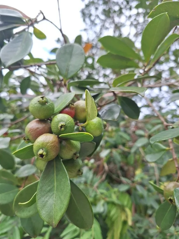 Soft_&_Juicy_Strawberry_Guava_Fruit_Plant_&_Tree_For_Home_Garden_(1.5-3.5_Ft_Height)_Pack_Of_1