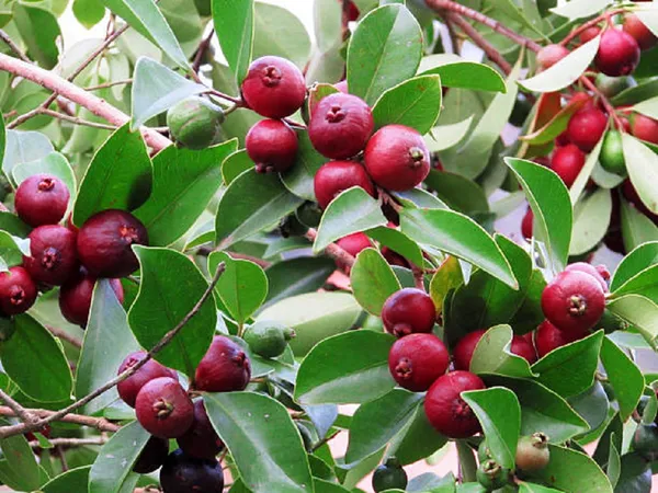 Soft_&_Juicy_Strawberry_Guava_Fruit_Plant_&_Tree_For_Home_Garden_(1.5-3.5_Ft_Height)_Pack_Of_1