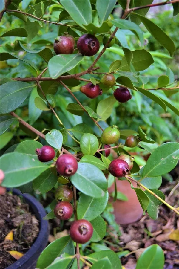 Soft_&_Juicy_Strawberry_Guava_Fruit_Plant_&_Tree_For_Home_Garden_(1.5-3.5_Ft_Height)_Pack_Of_1