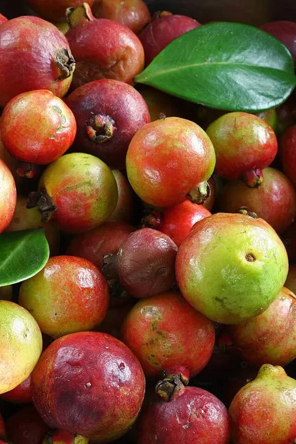 Soft_&_Juicy_Strawberry_Guava_Fruit_Plant_&_Tree_For_Home_Garden_(1.5-3.5_Ft_Height)_Pack_Of_1