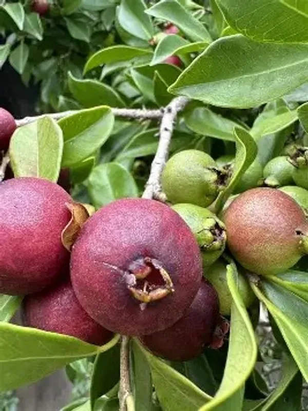 Soft_&_Juicy_Strawberry_Guava_Fruit_Plant_&_Tree_For_Home_Garden_(1.5-3.5_Ft_Height)_Pack_Of_1