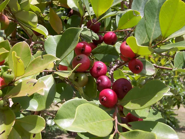 Soft_&_Juicy_Strawberry_Guava_Fruit_Plant_&_Tree_For_Home_Garden_(1.5-3.5_Ft_Height)_Pack_Of_1