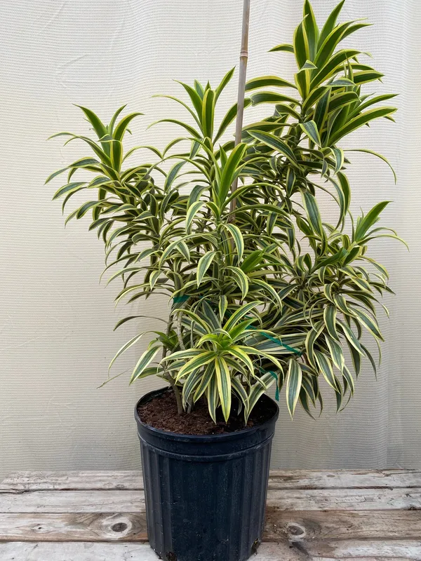 Song_Of_India_Best_House_Plant_Is_Known_For_Its_Ability_To_Purify_The_Air_By_Absorbing_Pollutants,_Suitable_For_Home/Office/Garden_Decor_(Pack_Of_1)