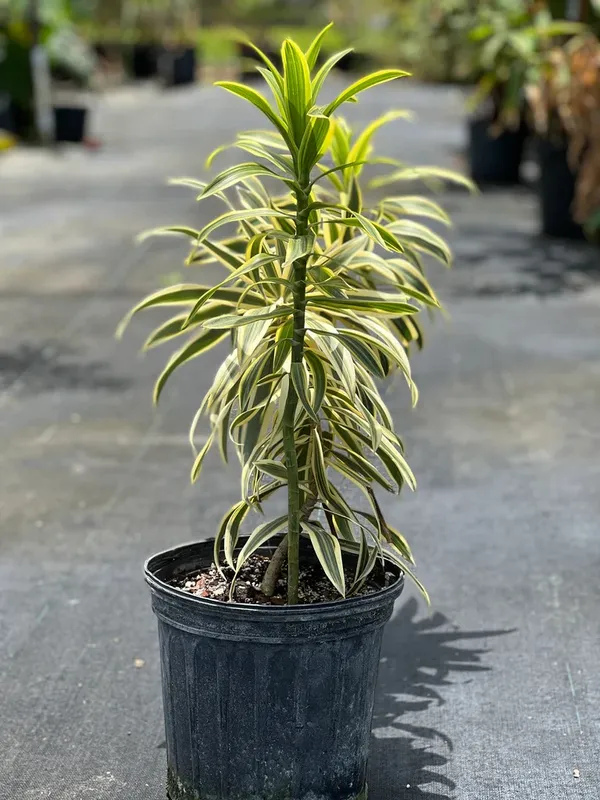 Song_Of_India_Best_House_Plant_Is_Known_For_Its_Ability_To_Purify_The_Air_By_Absorbing_Pollutants,_Suitable_For_Home/Office/Garden_Decor_(Pack_Of_1)