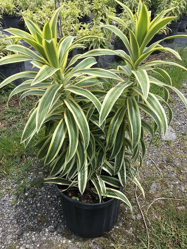 Song_Of_India_Best_House_Plant_Is_Known_For_Its_Ability_To_Purify_The_Air_By_Absorbing_Pollutants,_Suitable_For_Home/Office/Garden_Decor_(Pack_Of_1)
