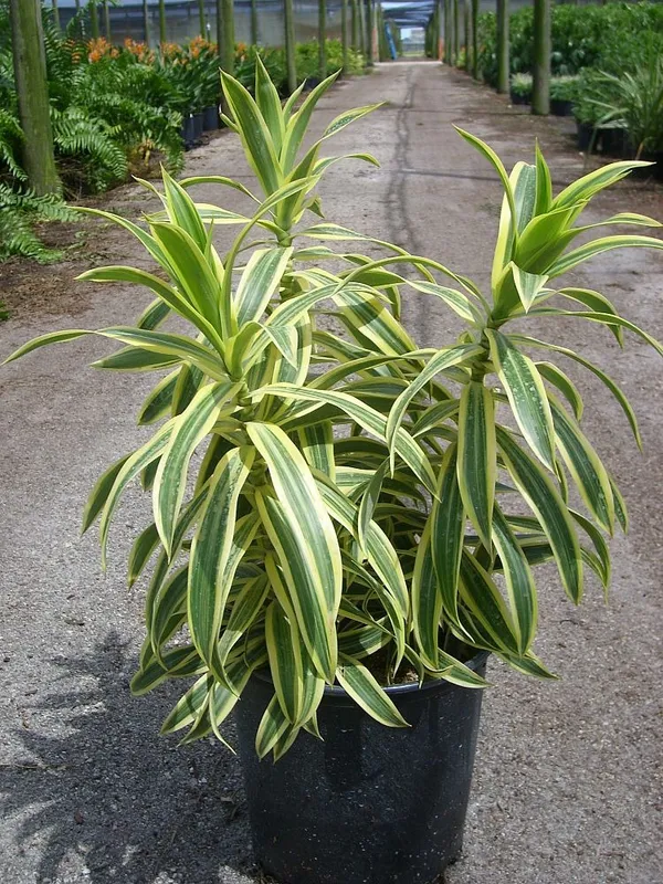 Song_Of_India_Best_House_Plant_Is_Known_For_Its_Ability_To_Purify_The_Air_By_Absorbing_Pollutants,_Suitable_For_Home/Office/Garden_Decor_(Pack_Of_1)