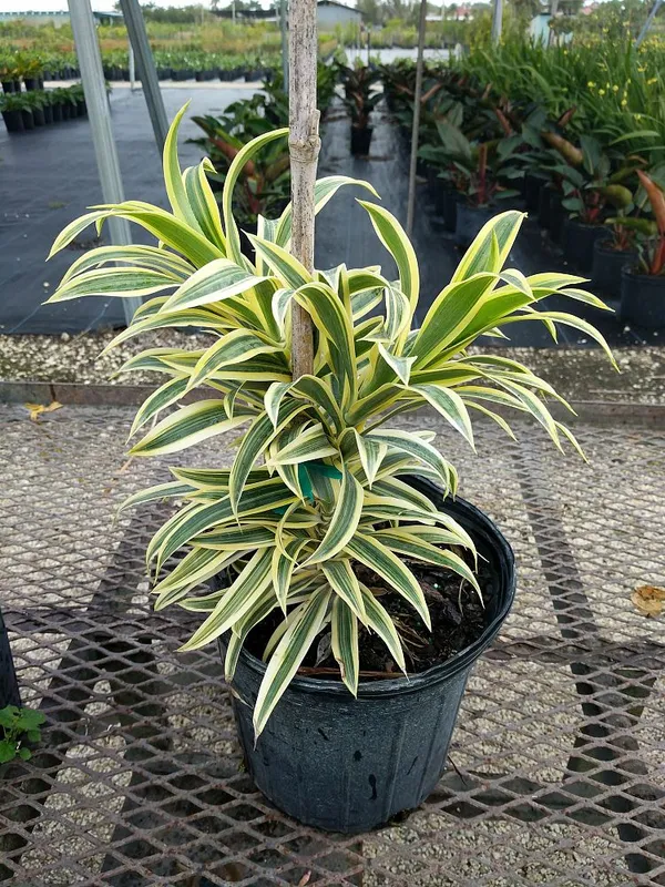 Song_Of_India_Best_House_Plant_Is_Known_For_Its_Ability_To_Purify_The_Air_By_Absorbing_Pollutants,_Suitable_For_Home/Office/Garden_Decor_(Pack_Of_1)