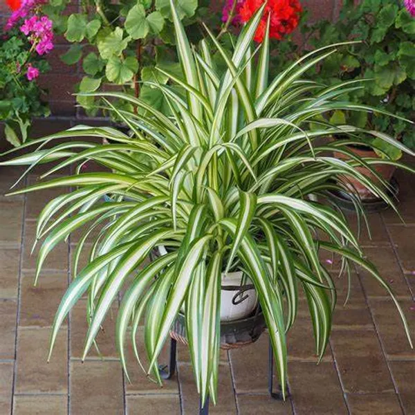 Spider_Plant_Easy_To_Care_Best_House_Plant_Purify_Your_Indoor_Air,_Healthy_Spider_Plant_For_Home/Office/Garden_Decor_(Pack_Of_1)