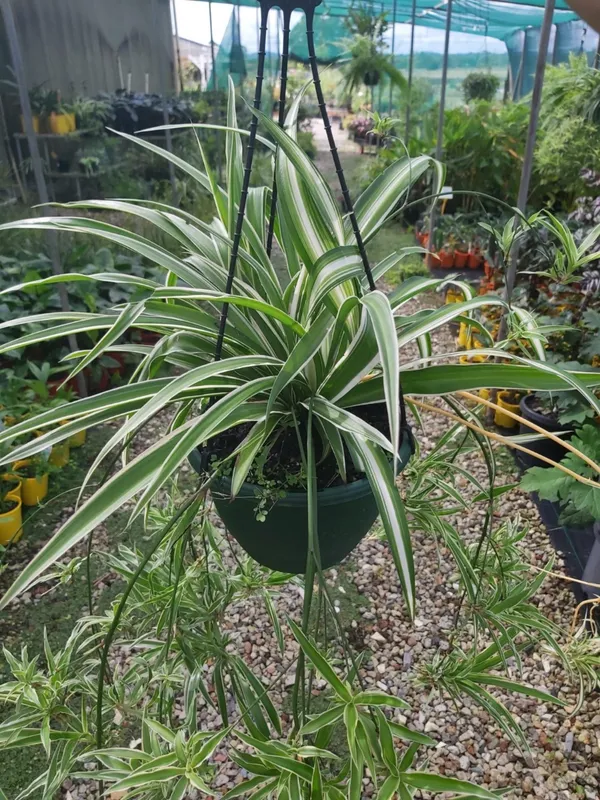 Spider_Plant_Easy_To_Care_Best_House_Plant_Purify_Your_Indoor_Air,_Healthy_Spider_Plant_For_Home/Office/Garden_Decor_(Pack_Of_1)