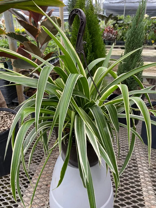 Spider_Plant_Easy_To_Care_Best_House_Plant_Purify_Your_Indoor_Air,_Healthy_Spider_Plant_For_Home/Office/Garden_Decor_(Pack_Of_1)