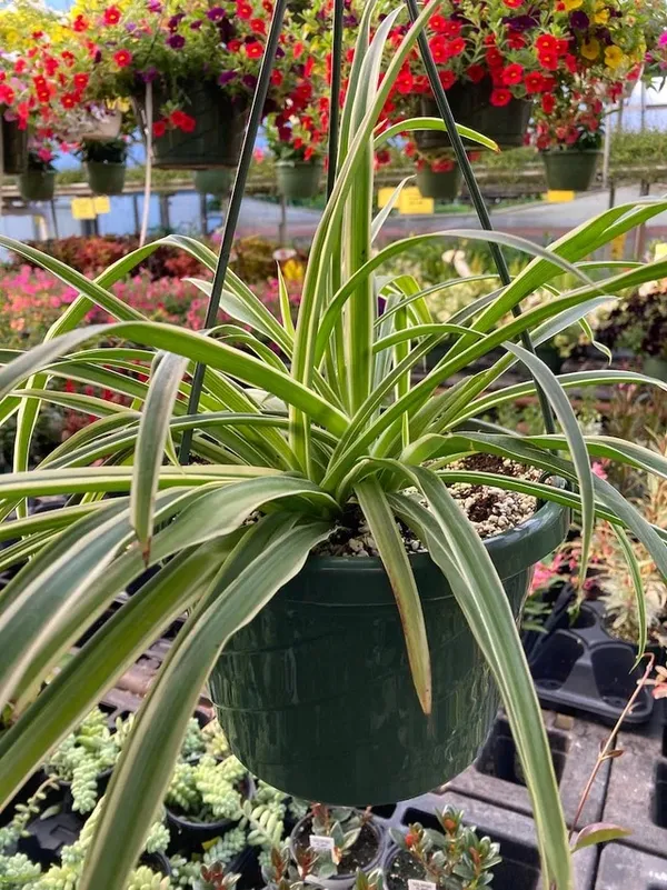 Spider_Plant_Easy_To_Care_Best_House_Plant_Purify_Your_Indoor_Air,_Healthy_Spider_Plant_For_Home/Office/Garden_Decor_(Pack_Of_1)