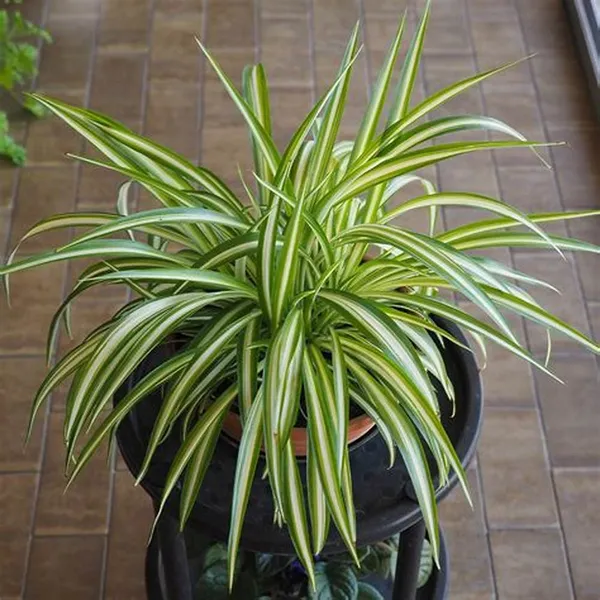 Spider_Plant_Easy_To_Care_Best_House_Plant_Purify_Your_Indoor_Air,_Healthy_Spider_Plant_For_Home/Office/Garden_Decor_(Pack_Of_1)