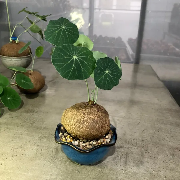 Stephania_Erecta__Plant_Bulbs_For_Your_Sweet_Home_Decor/Indoor_Plant/Gardening_Hybrid_Stephania_Erecta_Bulb_(Pack_of_1_Pcs)