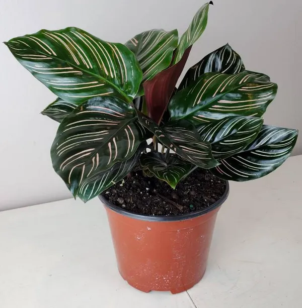 Stunning_Decorative_Leaves__Calathea_Attractive_Indoor_Plant_(Air_Purifying)_For_Home/Garden,_Pack_Of_1