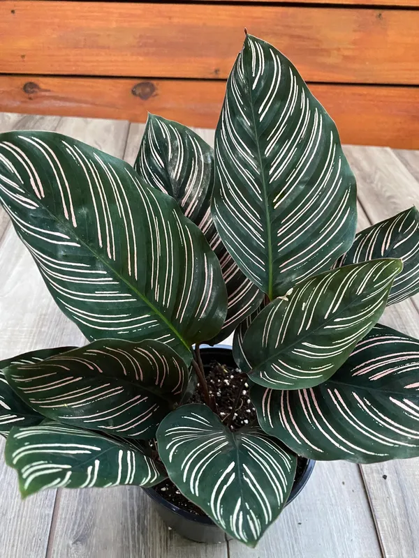 Stunning_Decorative_Leaves__Calathea_Attractive_Indoor_Plant_(Air_Purifying)_For_Home/Garden,_Pack_Of_1