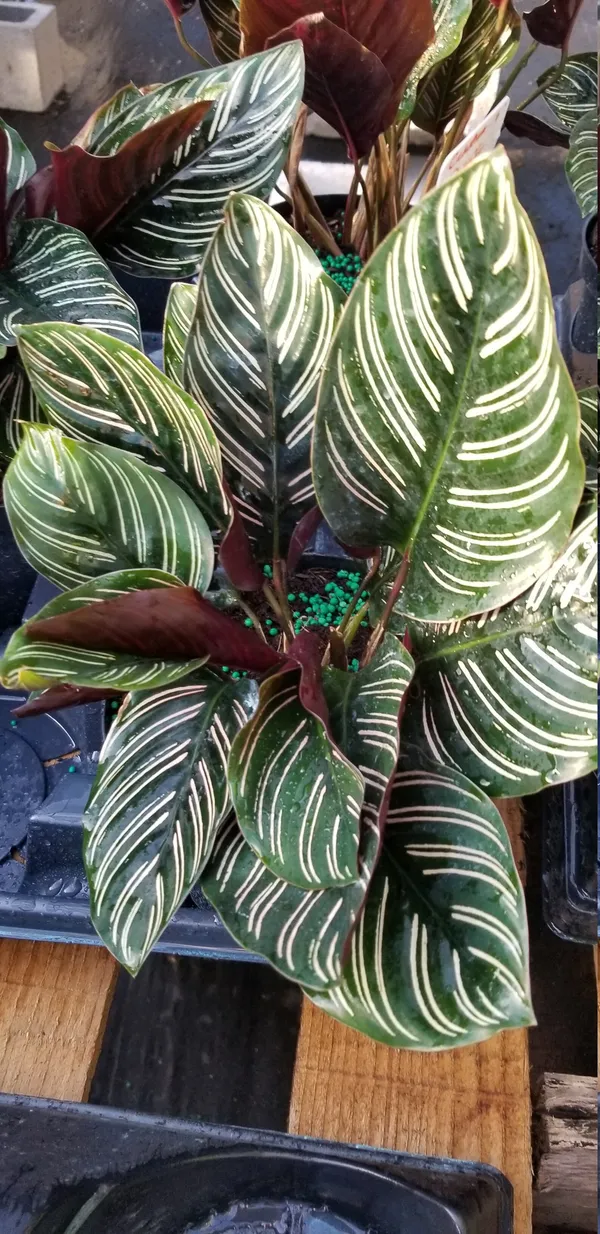 Stunning_Decorative_Leaves__Calathea_Attractive_Indoor_Plant_(Air_Purifying)_For_Home/Garden,_Pack_Of_1