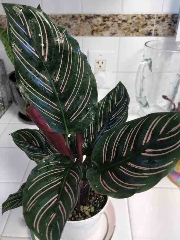 Stunning_Decorative_Leaves__Calathea_Attractive_Indoor_Plant_(Air_Purifying)_For_Home/Garden,_Pack_Of_1