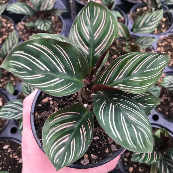 Stunning_Decorative_Leaves__Calathea_Attractive_Indoor_Plant_(Air_Purifying)_For_Home/Garden,_Pack_Of_1